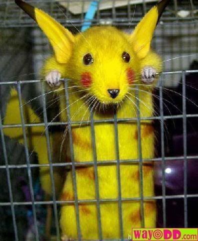 funny-pictures-pikachu-mouse-T2k.jpg