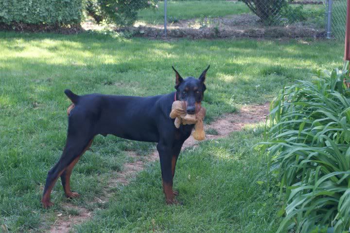 7 Month Old Doberman Weight Loss