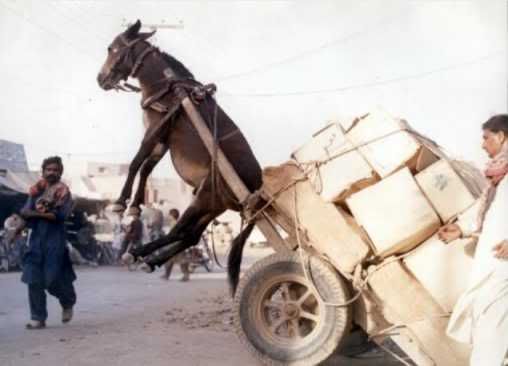 donkey_cart.jpg ooops... image by PurpleChalcedony