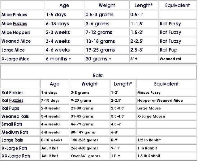 Rat And Boa Size Chart