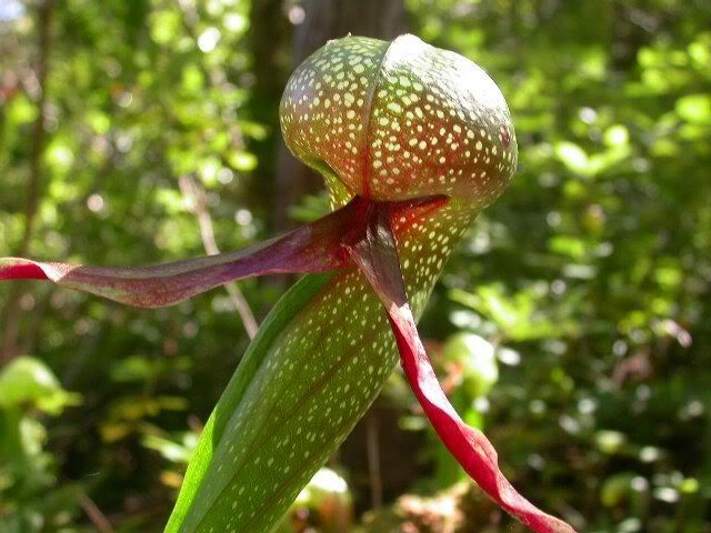 Cobra lily Pictures, Images and Photos
