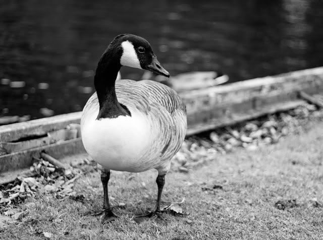 IMAGE: http://i265.photobucket.com/albums/ii223/nub4sh/IMG_8432-web.jpg