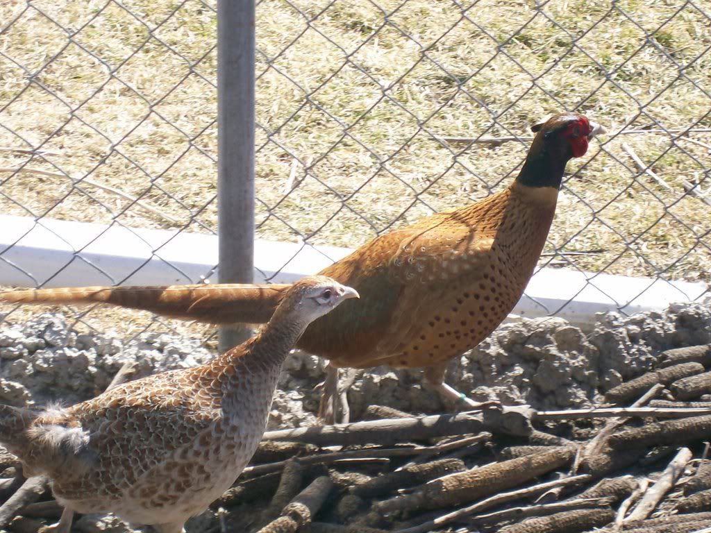 Buff Pheasant hatching eggs, Michigan BackYard Chickens Learn How