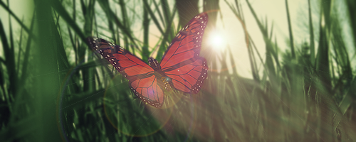 Butterfly_zpsd8dc4200.png