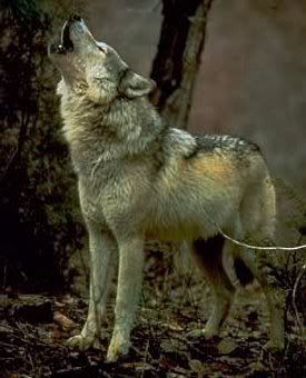 Howling_0