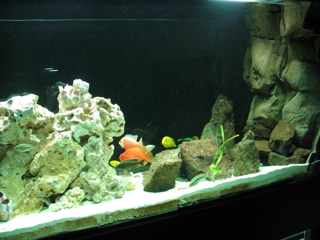 AquaTerra/Pangea 3D backgrounds Page 3 Cichlid Fish Forum