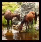WildHorses.jpg Wild Horses image by Time_Sailor_Pluto