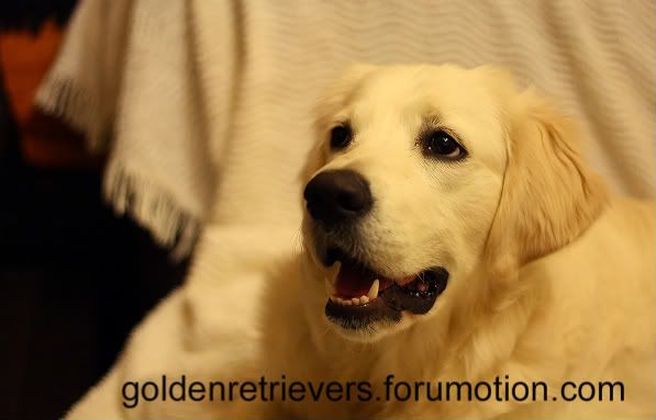 Golden Retriever,forum