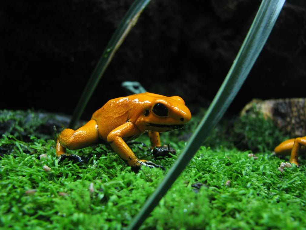 I finally got a picture of this frog, broken leg? Dendroboard