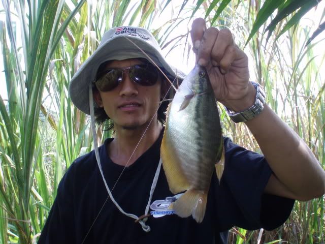 Ikan Tembakang