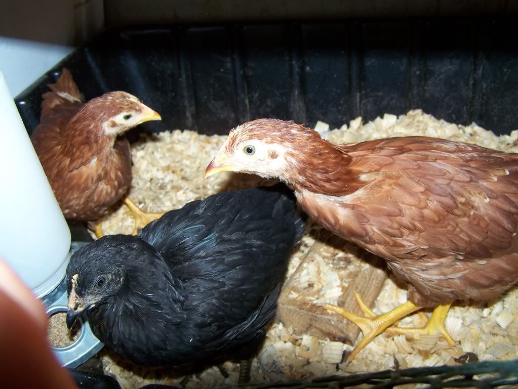 Central Missouri Hatchery Griffith Poultry Farm Page 2 BackYard