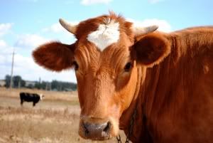 Homeopathy to Replace Antibiotics for Farm Animal Diseases? 9