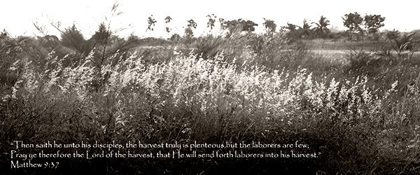 The harvest truly is plenteous, but the laborers are few...