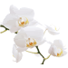 .orchid. Pictures, Images and Photos