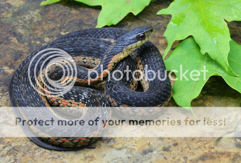 Color And Pattern Variations In Eastern Garter Snakes Field Herp