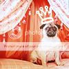 http://i265.photobucket.com/albums/ii209/Mr-Know-All/mr-know-all%20vol%202/pug02.jpg