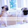 http://i265.photobucket.com/albums/ii209/Mr-Know-All/mr-know-all%20vol%202/pug10.jpg