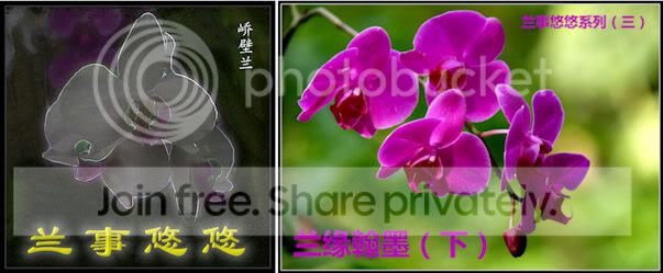 兰事悠悠3