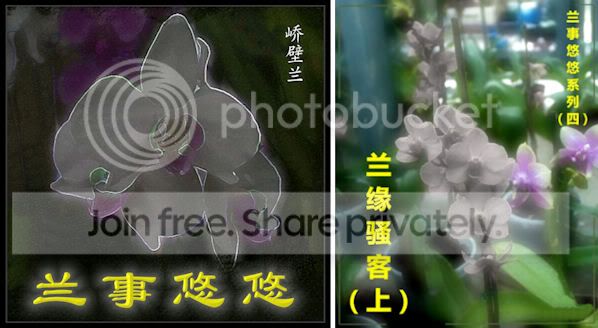 兰事悠悠系列4