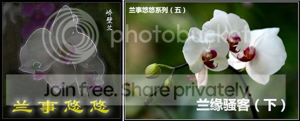 兰事悠悠5