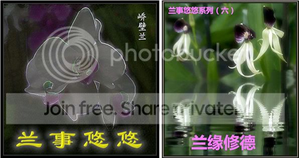 兰事悠悠6