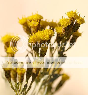 Helichrysum plant