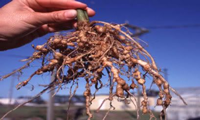 Root-Knot Disease and Agrohomeopathy 4